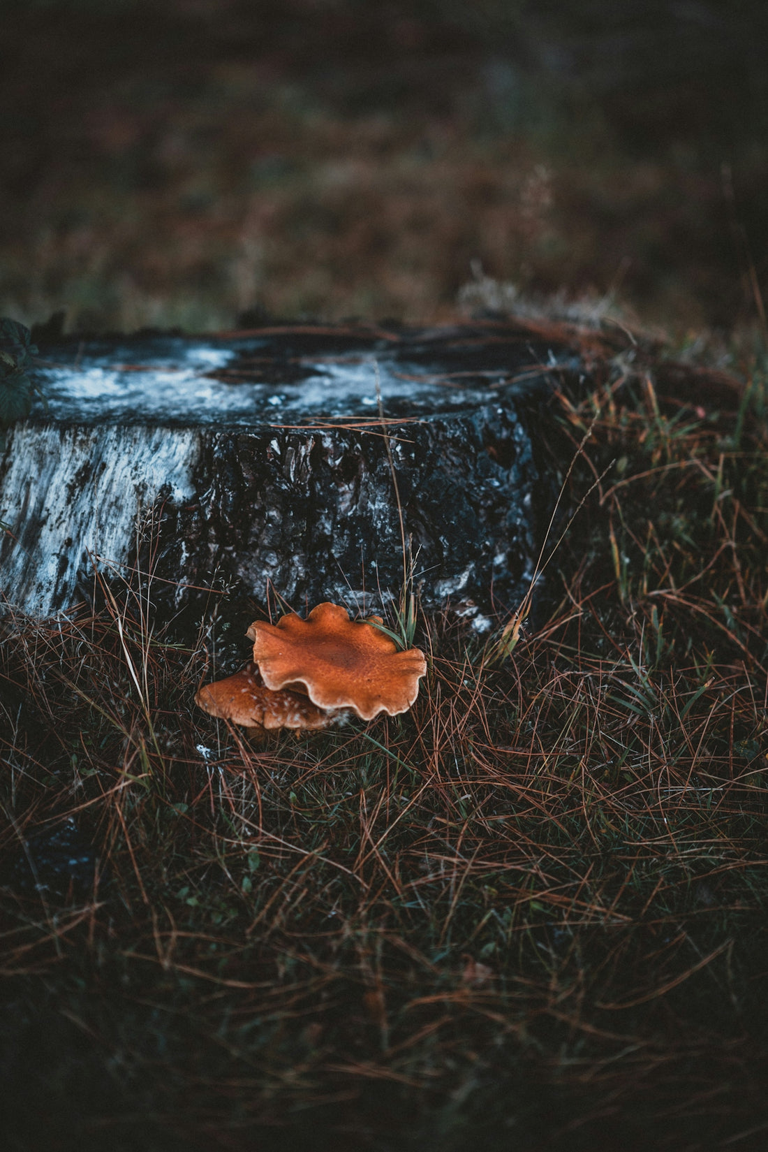 bracket mushroom in tree stump