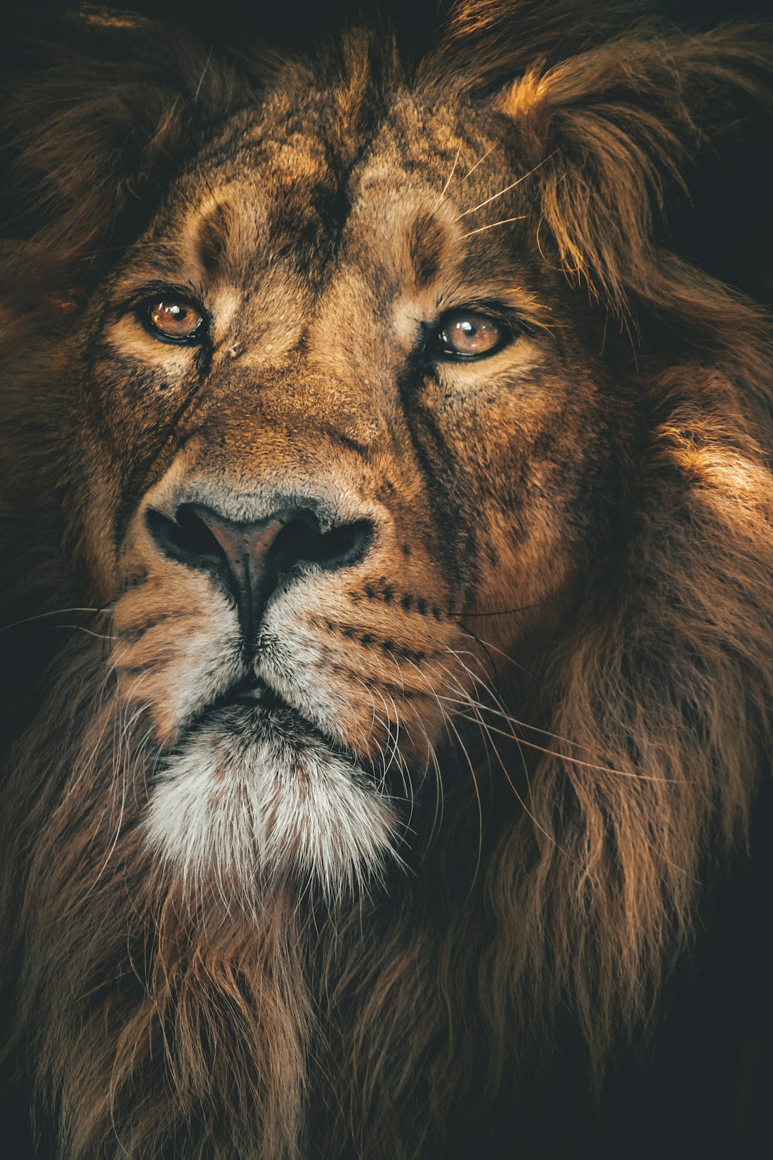 Close-up portrait of a male lion with a thick brown mane