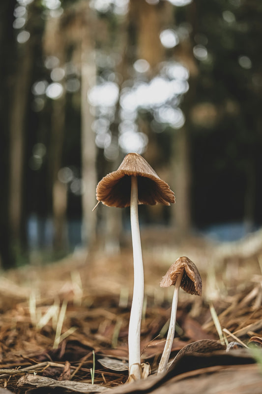 a couple of mushrooms sitting on top of a forest floor