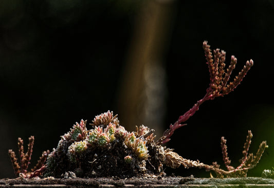 a close-up of a plant
