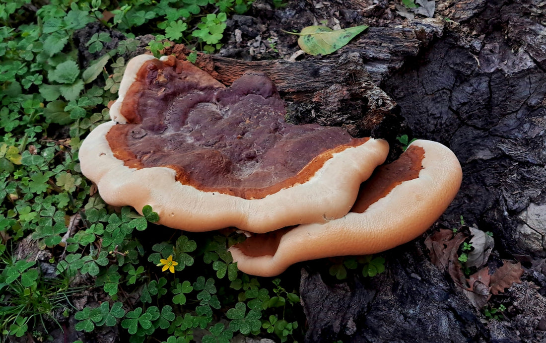A group of mushrooms growing on a tree trunk