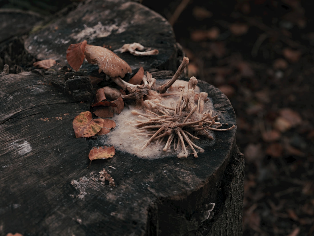 A piece of wood that has some leaves on it