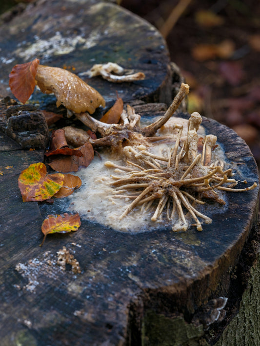 A close up of a tree stump with leaves on it