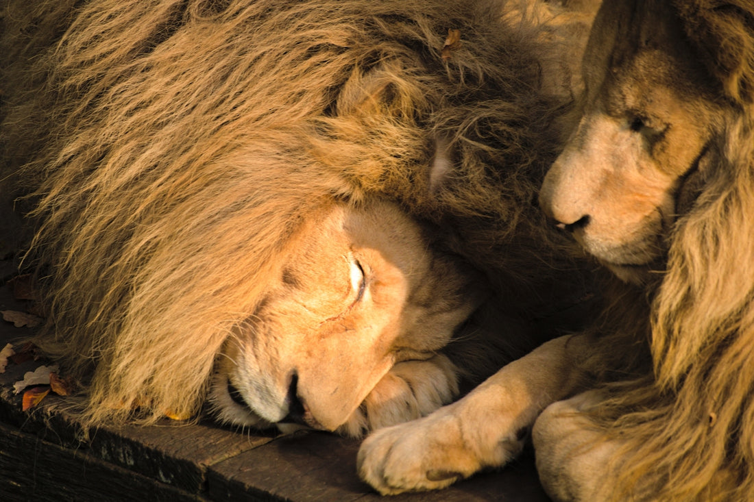 Two lions resting together in sunlight
